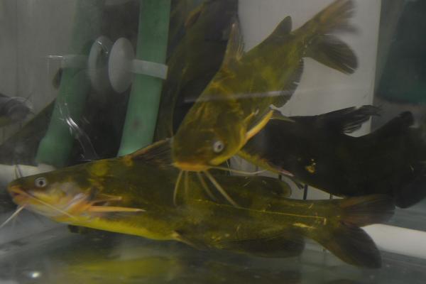 钓黄颡鱼用什么打窝?