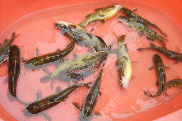 钓黄颡鱼用什么打窝?