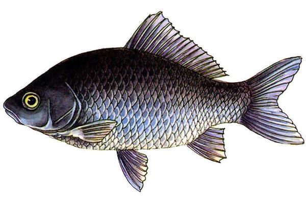 钓青鱼用什么打窝?