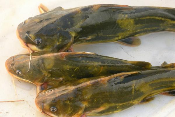 黄颡鱼价格多少钱一斤？