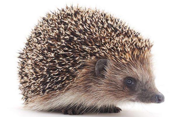 刺猬的刺有毒吗?