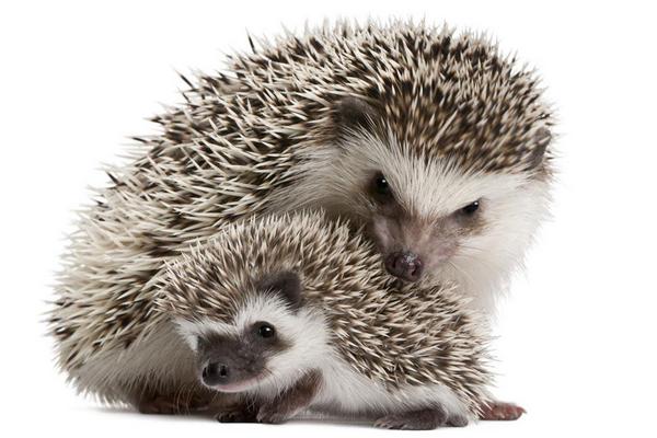 刺猬的刺有毒吗?