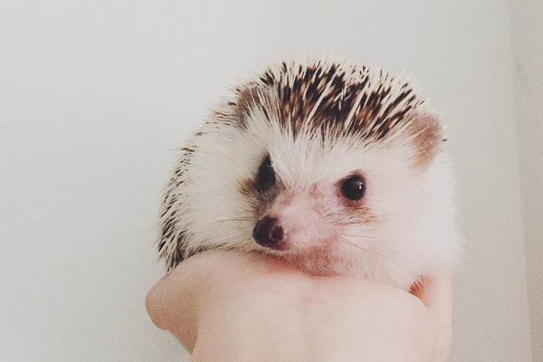 刺猬的刺有毒吗?