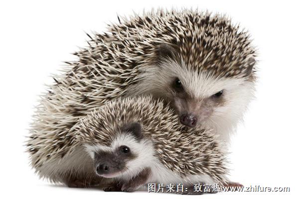 母刺猬为什么吃小刺猬?