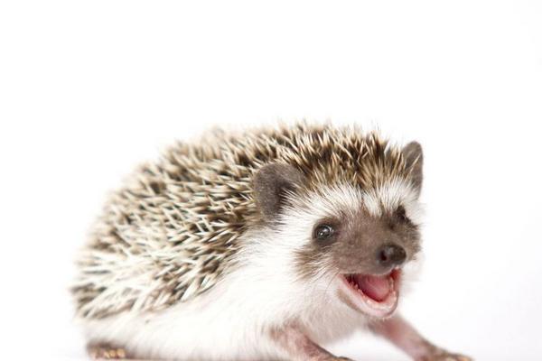 刺猬的刺有毒吗?