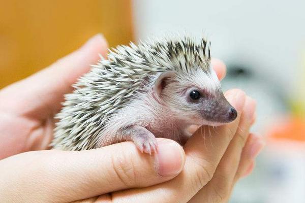 刺猬的刺有毒吗?