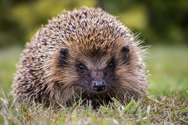 刺猬的养殖成本与利润大概是多少?