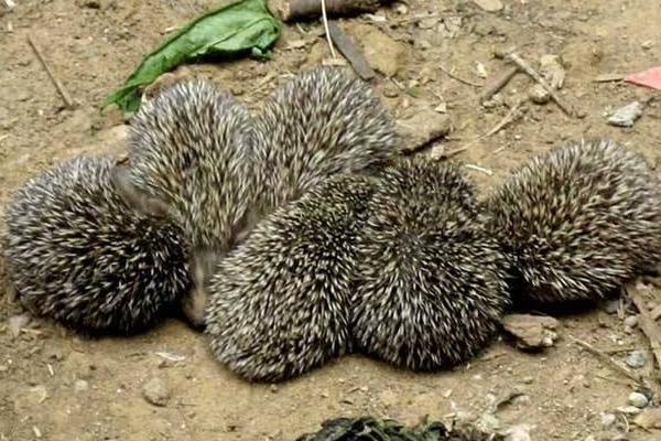 刺猬的养殖成本与利润大概是多少?
