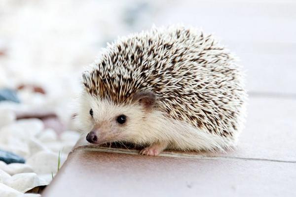 刺猬的养殖成本与利润大概是多少?