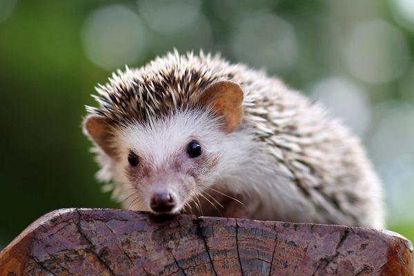 刺猬的养殖成本与利润大概是多少?