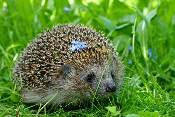 刺猬的养殖成本与利润大概是多少?