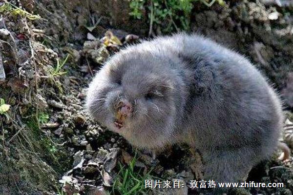 如何捕野生竹鼠?