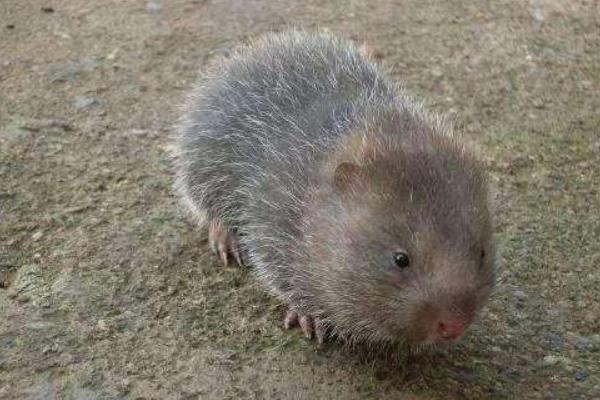 如何捕野生竹鼠?