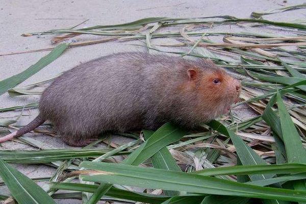 如何捕野生竹鼠?