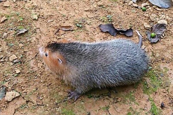 如何捕野生竹鼠?