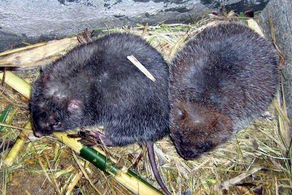 竹鼠是保护动物吗？