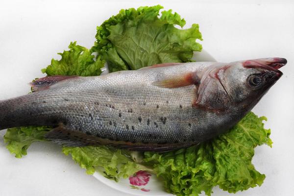鲈鱼图片大全