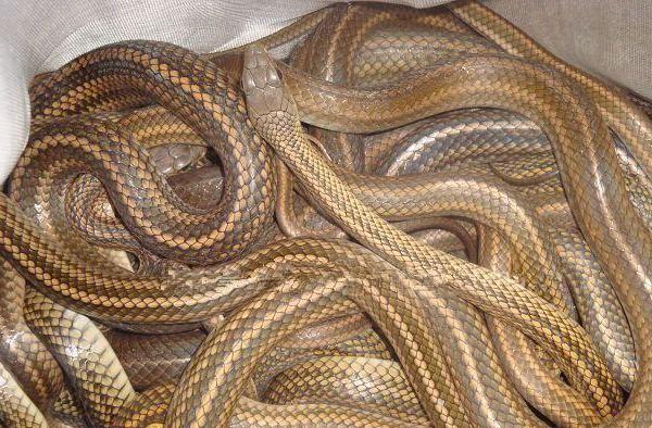 养蛇的成本与利润分析