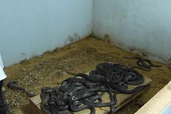 养蛇需要办理什么手续?