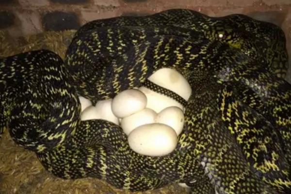 养蛇需要办理什么手续?