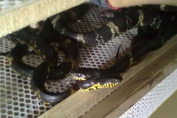 养蛇需要办理什么手续?