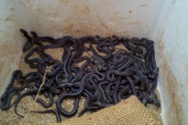 养蛇需要办理什么手续?