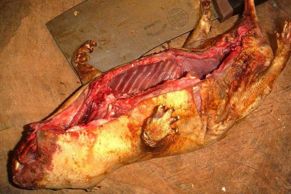 竹鼠怎么做才好吃?