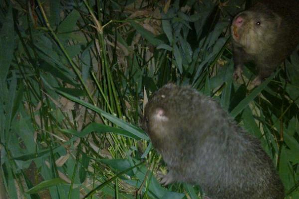 竹鼠怎么做才好吃?