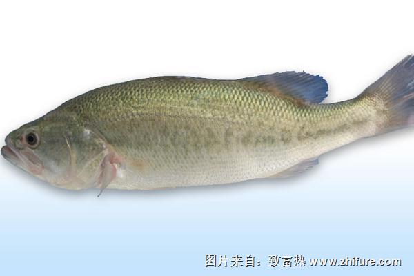 鲈鱼不能和什么一起吃?