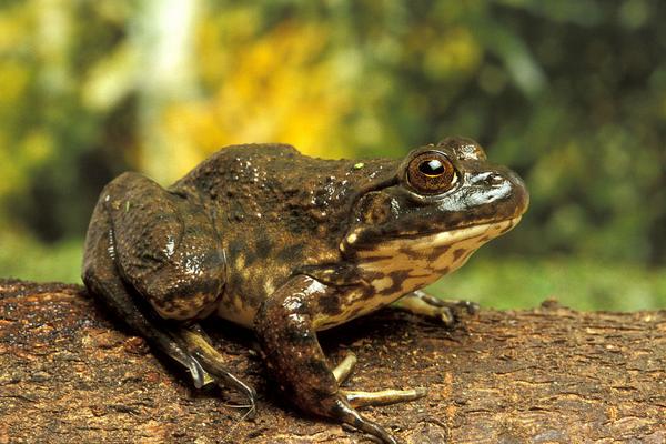 牛蛙怎么做好吃?