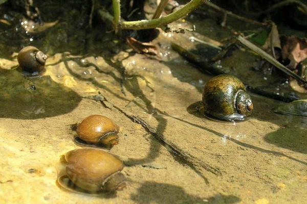福寿螺吃什么?