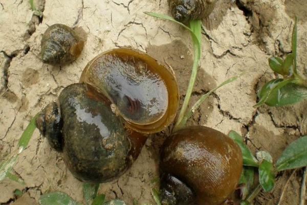 福寿螺的天敌是谁?