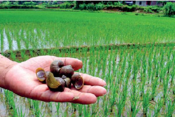 福寿螺的天敌是谁?