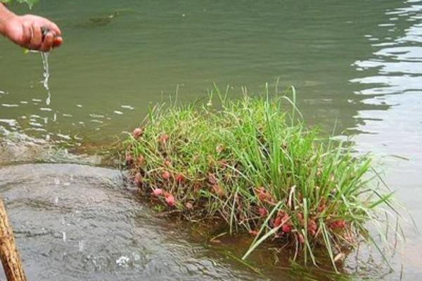 福寿螺的天敌是谁?