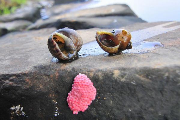 福寿螺的天敌是谁?