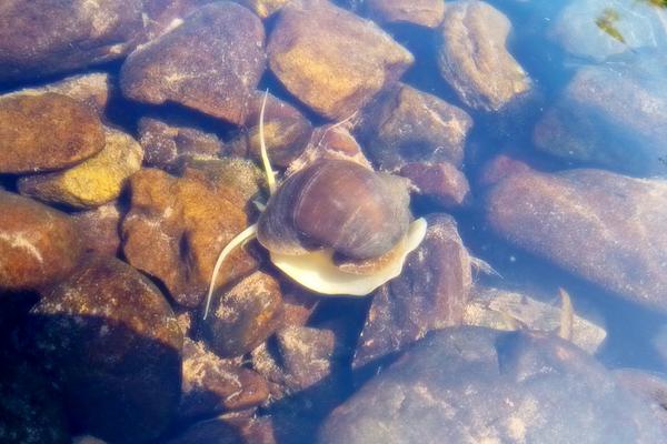 福寿螺的天敌是谁?