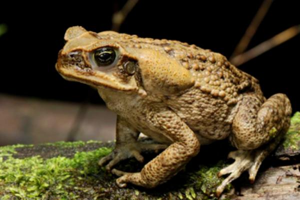 癞蛤蟆和牛蛙的区别是什么?