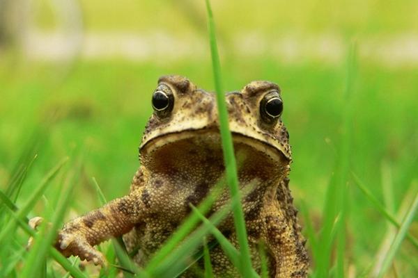 癞蛤蟆和牛蛙的区别是什么?