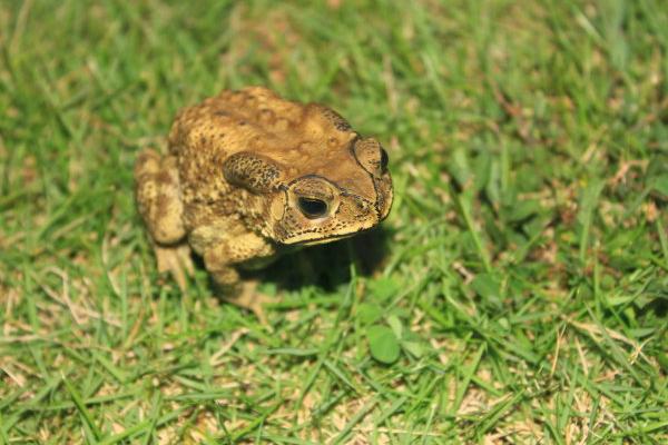 癞蛤蟆和牛蛙的区别是什么?
