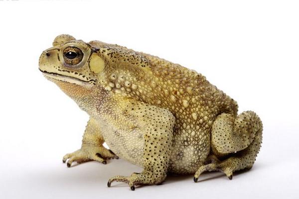 癞蛤蟆和牛蛙的区别是什么?