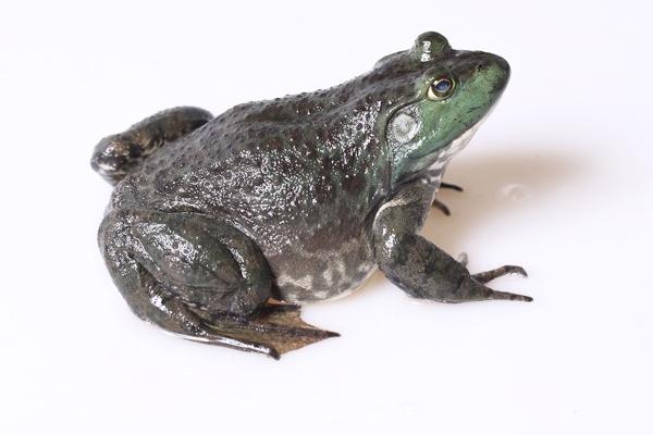 癞蛤蟆和牛蛙的区别是什么?