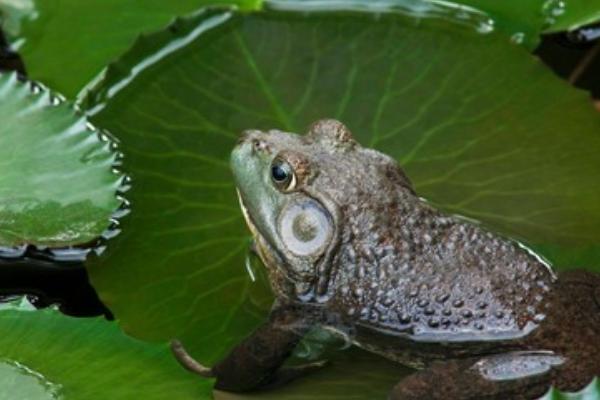 癞蛤蟆和牛蛙的区别是什么?