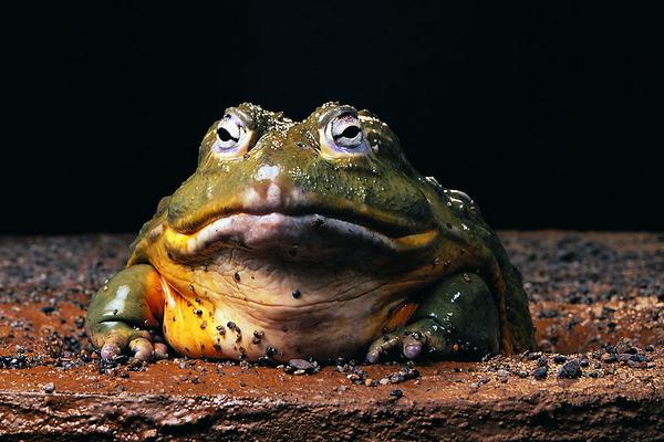 癞蛤蟆和牛蛙的区别是什么?