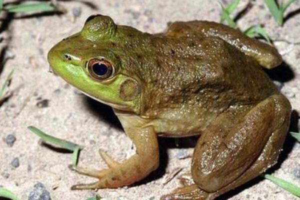 癞蛤蟆和牛蛙的区别是什么?
