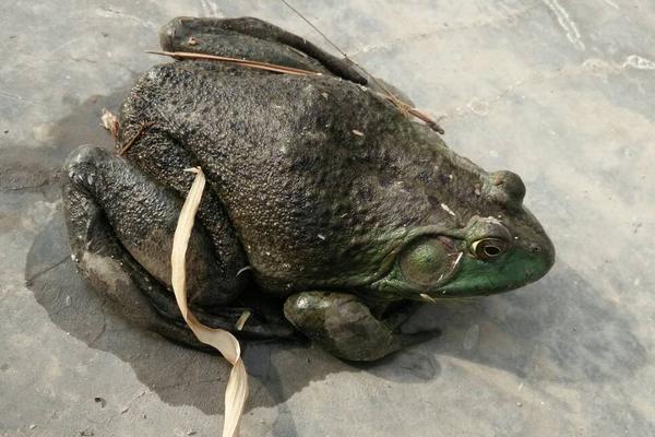 牛蛙吃什么食物?