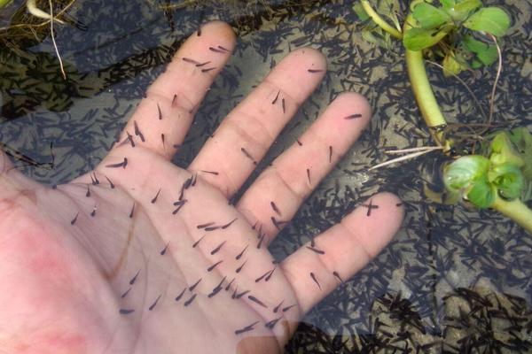 牛蛙吃什么食物?