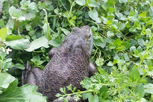 牛蛙吃什么食物?