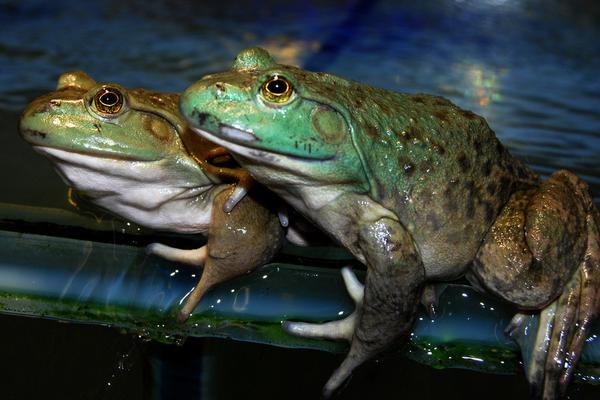 牛蛙吃什么食物?