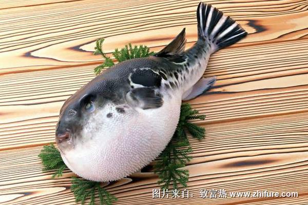 吃河豚中毒后的症状是什么？