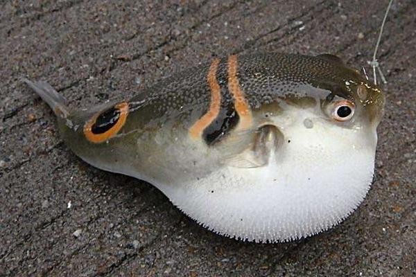 吃河豚中毒后的症状是什么?